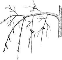 Алексей Кушлак - Формирование и обрезка плодового сада