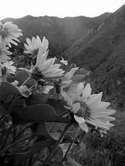 Александр Хаиль - Райский сад на дачном участке. Самые красивые растения,...