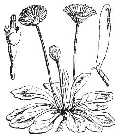 Александр Хаиль - Райский сад на дачном участке. Самые красивые растения,...