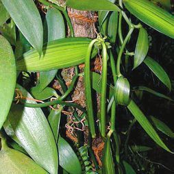 Татьяна Дорошенко - Целебные растения