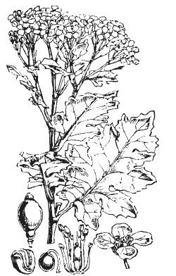 Александр Хаиль - Райский сад на дачном участке. Самые красивые растения,...