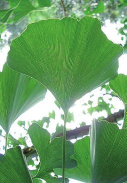 Татьяна Дорошенко - Целебные растения