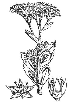 Александр Хаиль - Райский сад на дачном участке. Самые красивые растения,...