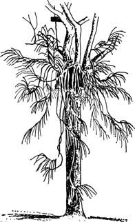 Альфред Уоллес - Тропическая природа