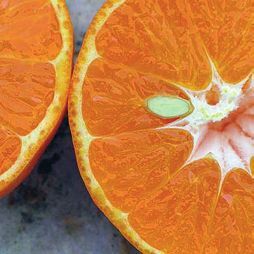 Татьяна Дорошенко - Целебные растения