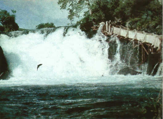 Жак-Ив Кусто, И. Паккале - Лососи, бобры, каланы