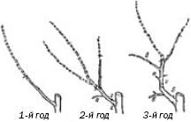 Формирование и обрезка плодового сада