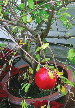 Татьяна Дорошенко - Целебные растения