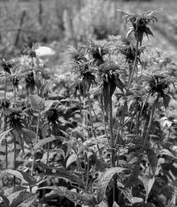 Александр Хаиль - Райский сад на дачном участке. Самые красивые растения,...