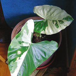 Татьяна Дорошенко - Целебные растения