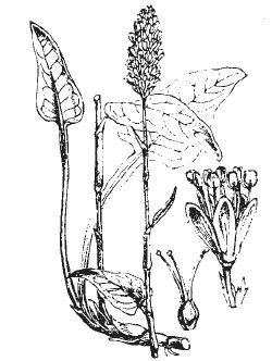 Александр Хаиль - Райский сад на дачном участке. Самые красивые растения,...