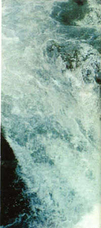 Жак-Ив Кусто, И. Паккале - Лососи, бобры, каланы