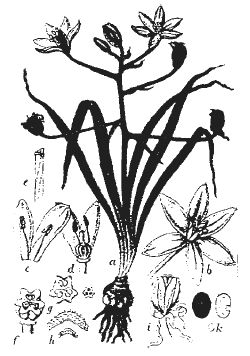 Александр Хаиль - Райский сад на дачном участке. Самые красивые растения,...