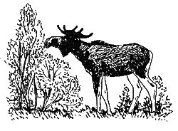 Дорин Тови - Появление Сесса