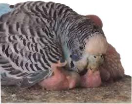 Иммануэль Бирмелин - Волнистые попугаи