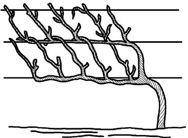 Николай Анисимов - Умный виноградник без хлопот