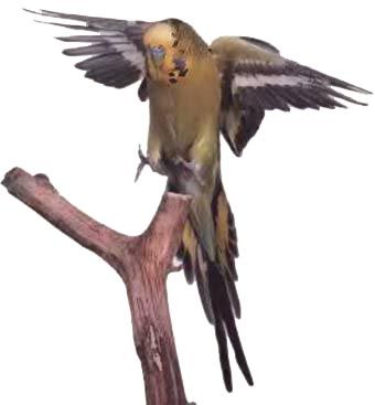 Иммануэль Бирмелин - Волнистые попугаи