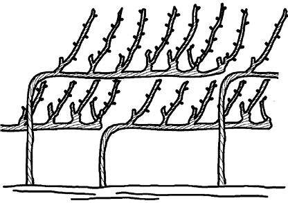 Николай Анисимов - Умный виноградник без хлопот