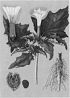 Наталия Будур - Повседневная жизнь колдунов и знахарей в России XVIII-XIX веков