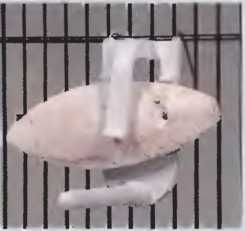 Иммануэль Бирмелин - Волнистые попугаи