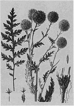 Наталия Будур - Повседневная жизнь колдунов и знахарей в России XVIII-XIX веков