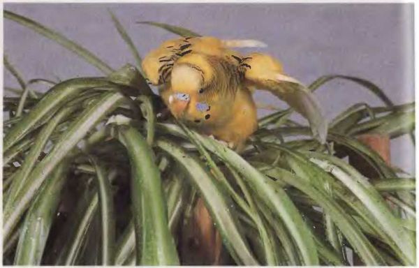 Иммануэль Бирмелин - Волнистые попугаи