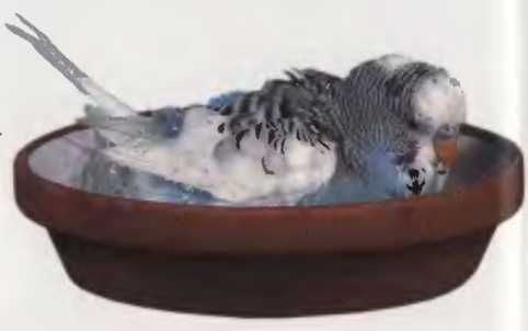 Иммануэль Бирмелин - Волнистые попугаи