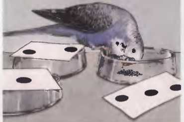 Иммануэль Бирмелин - Волнистые попугаи