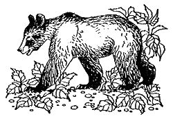 Дорин Тови - Появление Сесса