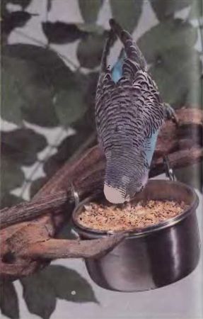 Иммануэль Бирмелин - Волнистые попугаи