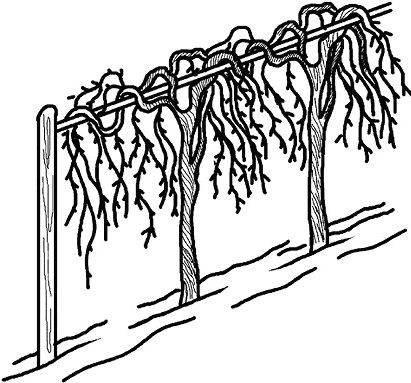 Николай Анисимов - Умный виноградник без хлопот