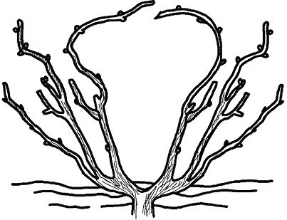 Николай Анисимов - Умный виноградник без хлопот