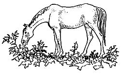 Дорин Тови - Появление Сесса