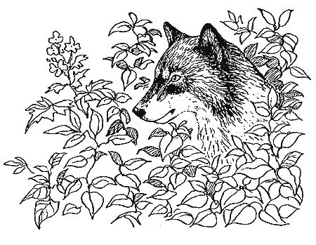 Дорин Тови - Появление Сесса