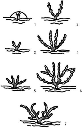 Николай Анисимов - Умный виноградник без хлопот