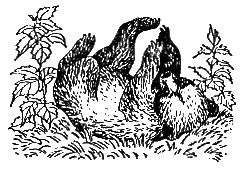 Дорин Тови - Появление Сесса