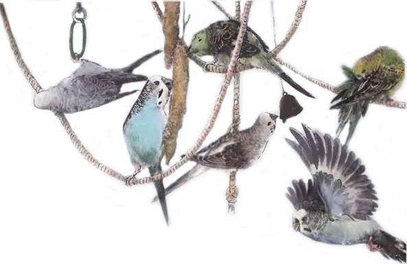 Иммануэль Бирмелин - Волнистые попугаи