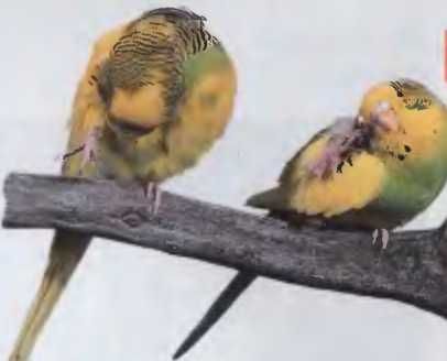 Иммануэль Бирмелин - Волнистые попугаи