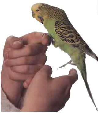 Иммануэль Бирмелин - Волнистые попугаи