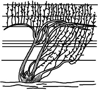 Николай Анисимов - Умный виноградник без хлопот