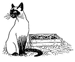 Дорин Тови - Появление Сесса