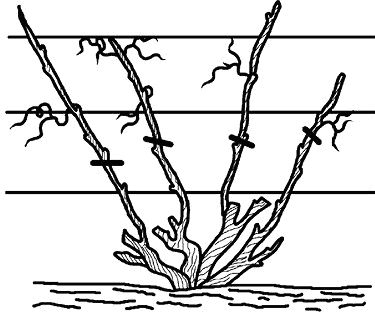 Николай Анисимов - Умный виноградник без хлопот