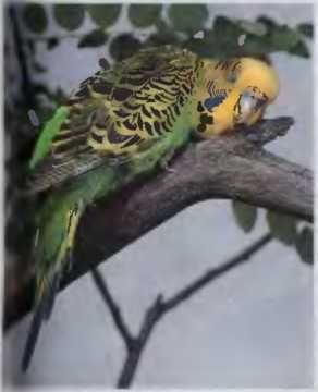 Иммануэль Бирмелин - Волнистые попугаи