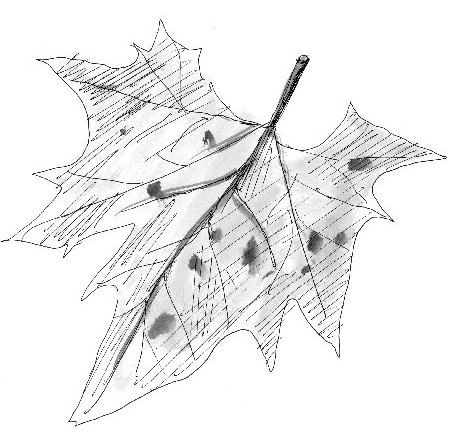 Марина Москвина - Загогулина