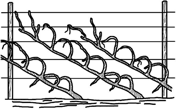 Николай Анисимов - Умный виноградник без хлопот