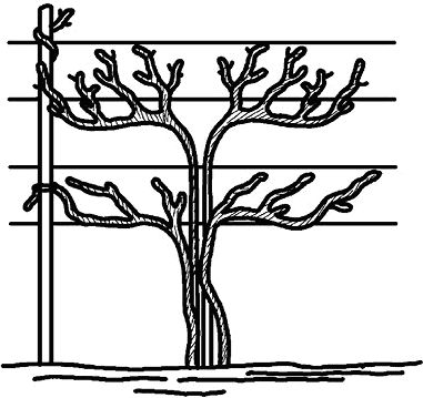 Николай Анисимов - Умный виноградник без хлопот