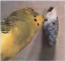 Иммануэль Бирмелин - Волнистые попугаи