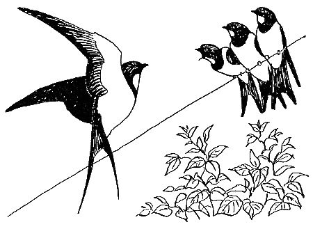 Дорин Тови - Появление Сесса