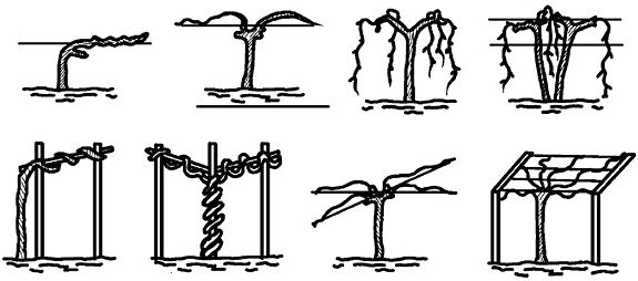 Николай Анисимов - Умный виноградник без хлопот