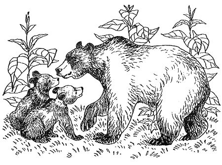 Дорин Тови - Появление Сесса